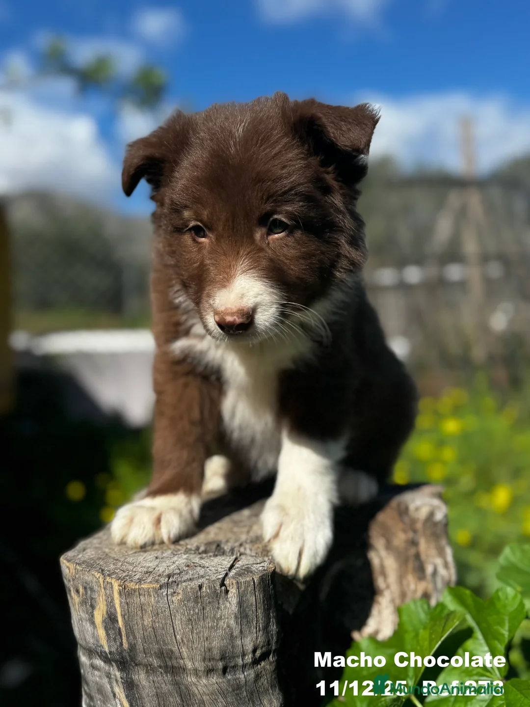 Border Collie perros en venta: BORDER COLLIE - Anuncio 35