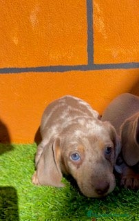 Teckel Miniatura perros TECKEL - Anuncio 1