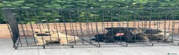 Presa Canario perros en venta: Cachorros de presa canario  - Anuncio 2