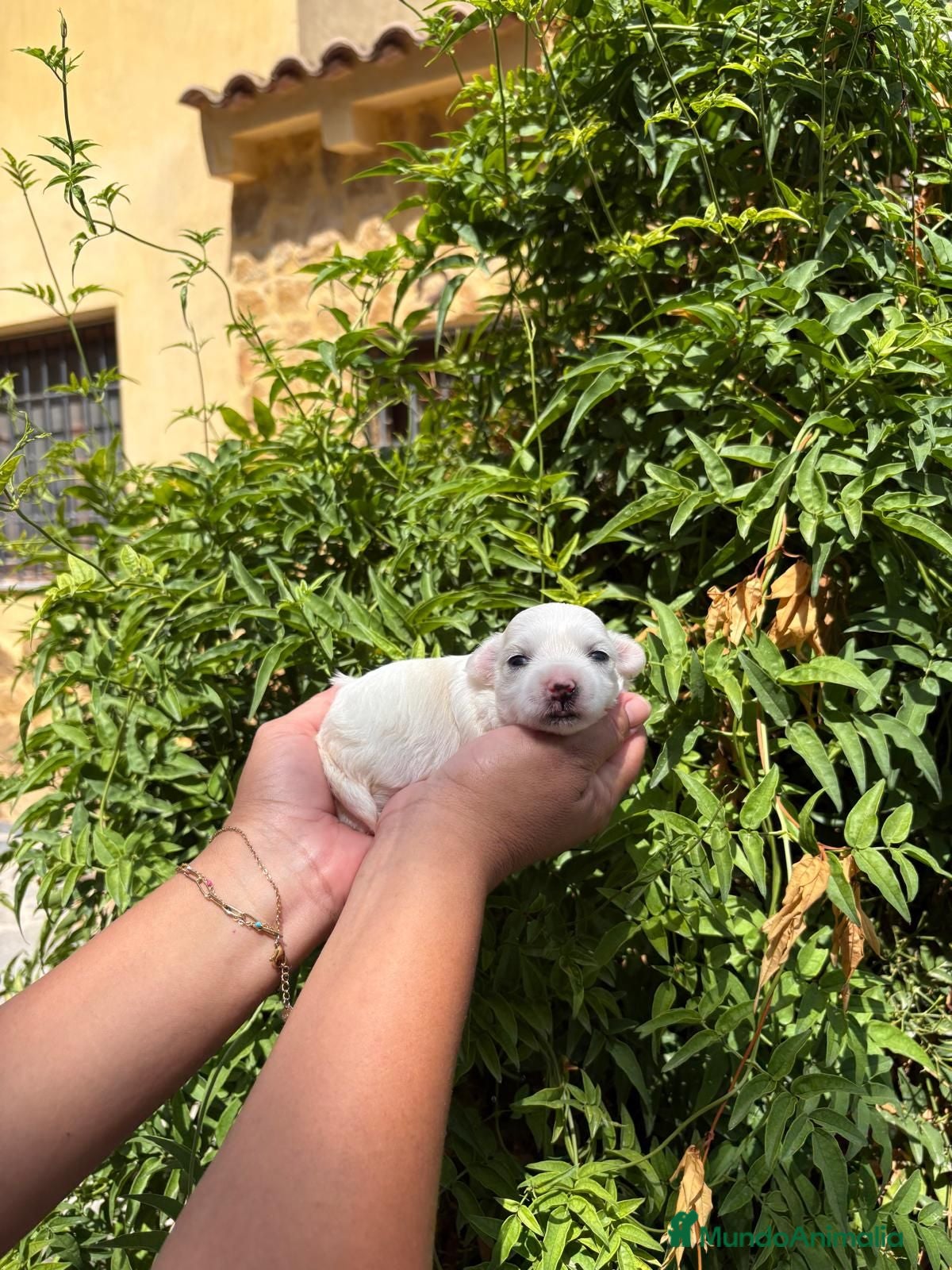 Bichón Maltés perros Bichón Maltés toy - Anuncio 1