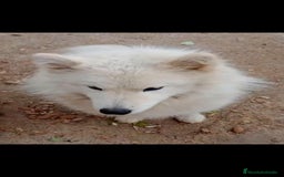 Samoyedo perros en adopcion: ADOPCION SAMOYEDO, PARA ADIESTRADOR. LEER BIEN!! - Imagen 3