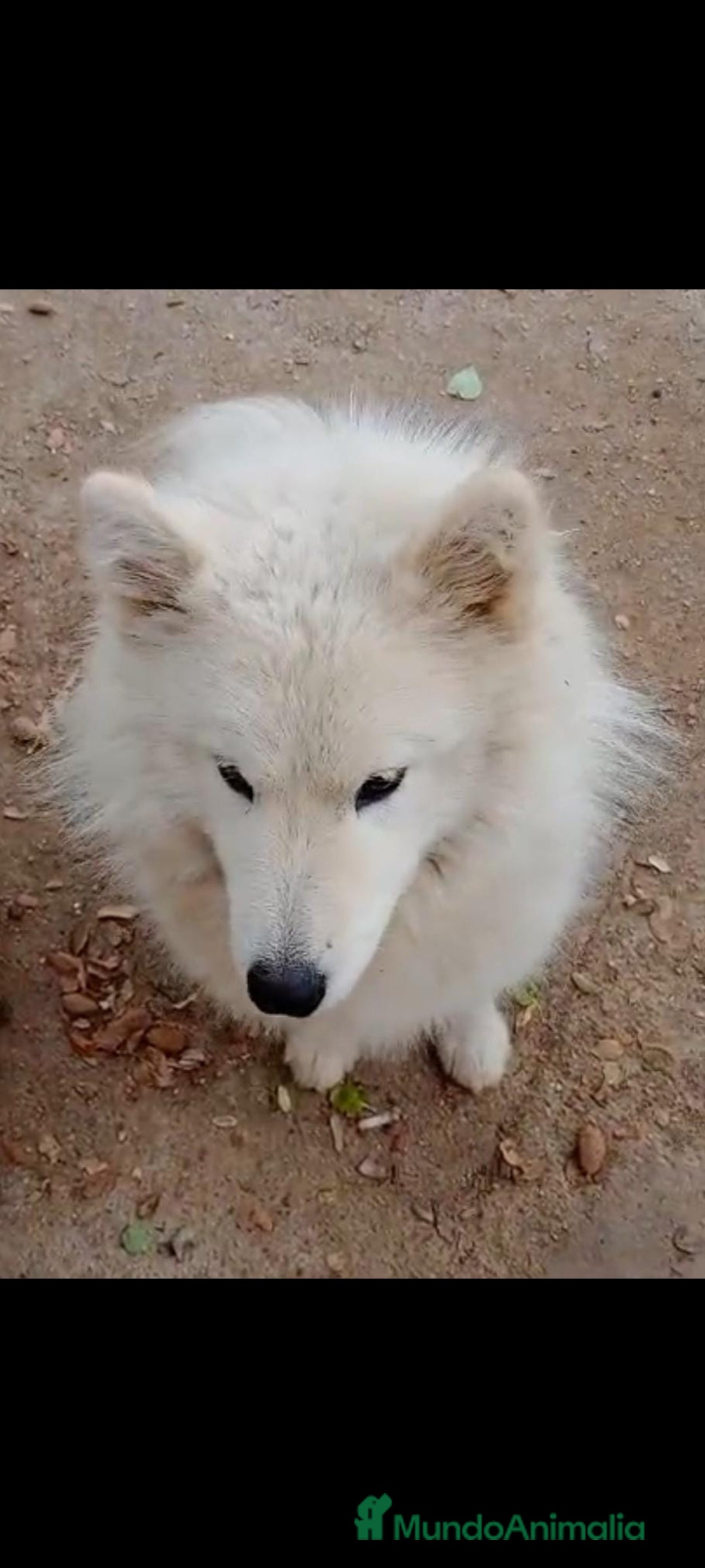 Samoyedo perros en adopcion: ADOPCION SAMOYEDO, PARA ADIESTRADOR. LEER BIEN!! - Imagen 3