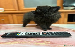 Pomerania perros en venta: Poo pomerania MICRO TOY  - Imagen 4