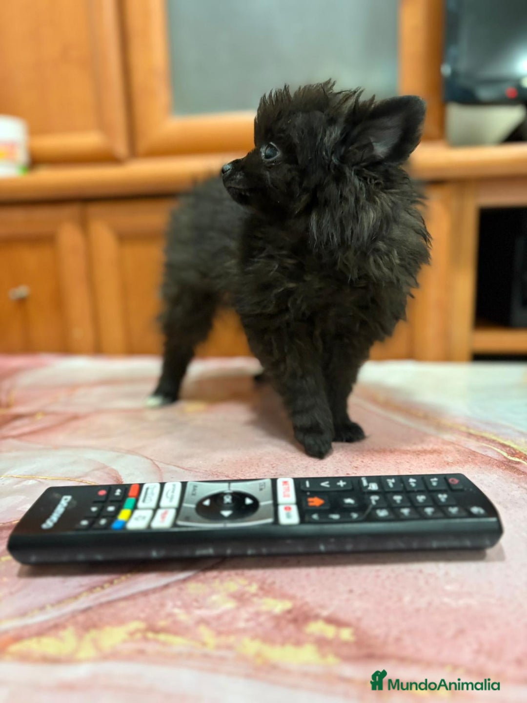 Pomerania perros en venta: Poo pomerania MICRO TOY  - Imagen 4