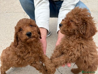 Caniche Enano perros - Anuncio 6