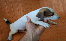Jack Russell Terrier perros en venta: JACK RUSSEL  - Imagen 2