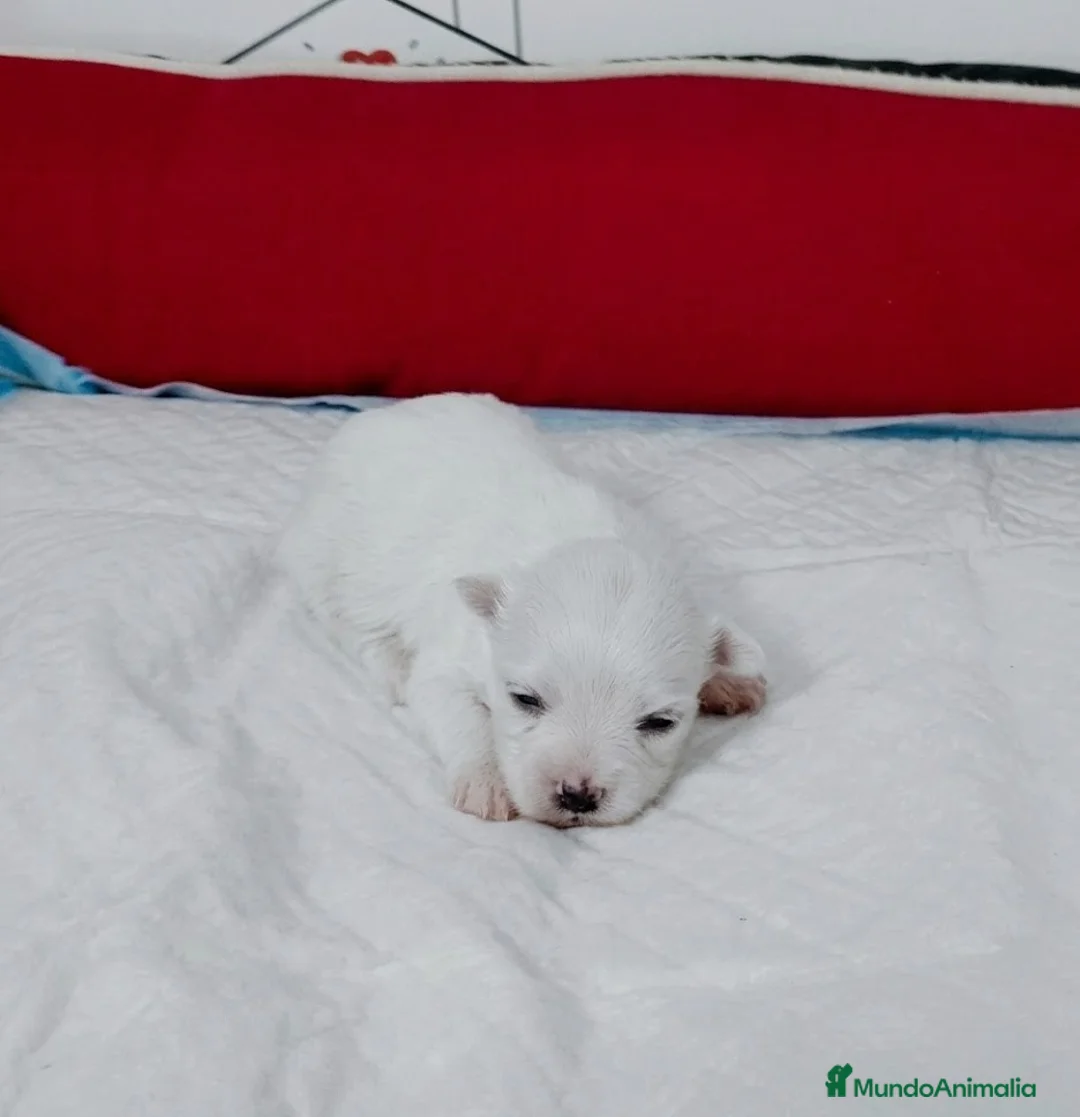 Bichón Maltés perros en venta: Bichón maltes  - Anuncio 5