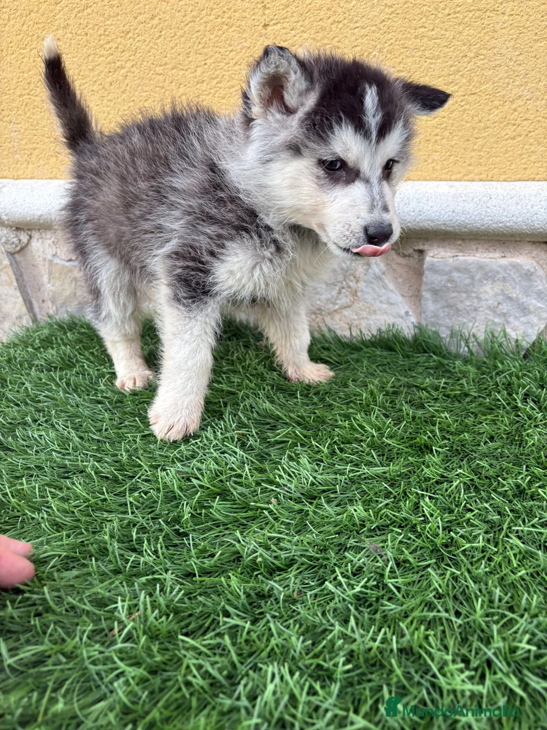 Husky Siberiano perros en venta: Husky siberiano impresionante machito - Anuncio 11