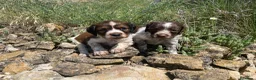 Épagneul Breton perros en venta: Epagneul bretón  en Teruel - Anuncio 13
