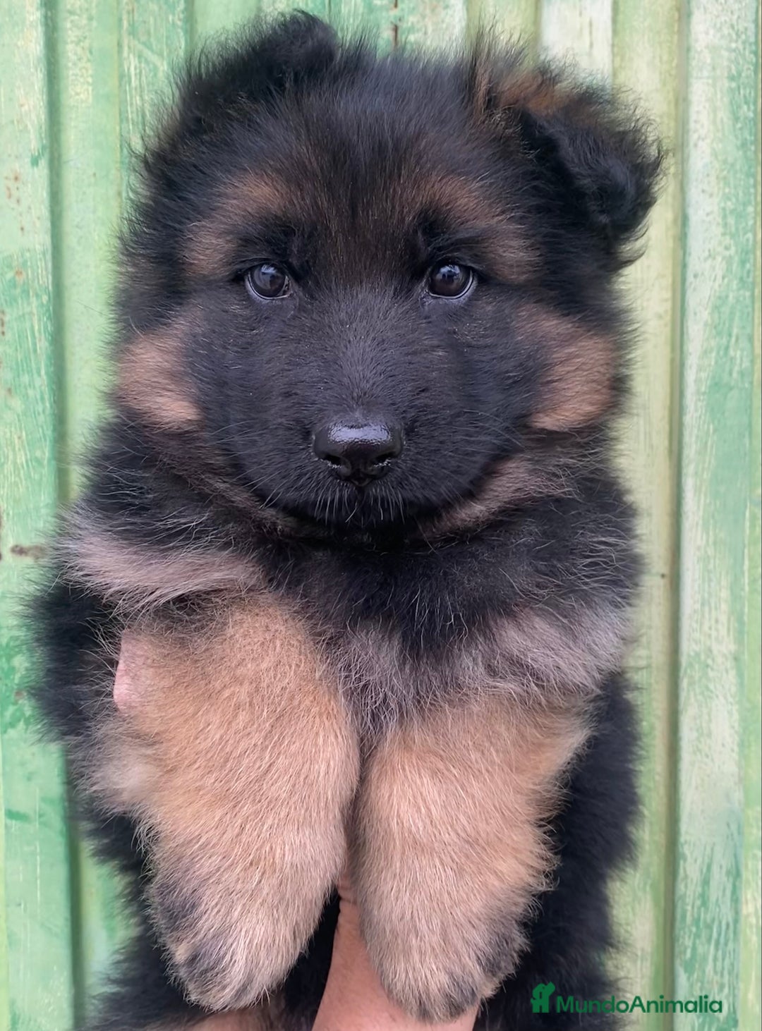Pastor Alemán perros en venta: Cachorros de pastor alemán  en Salamanca - Imagen 17