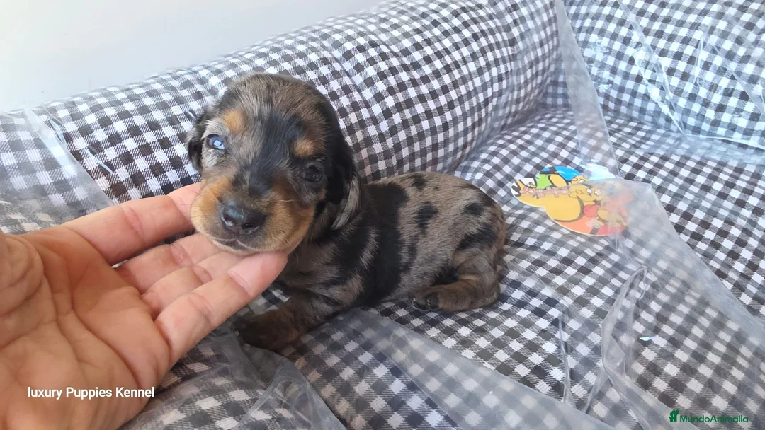 Teckel Miniatura perros en venta: Teckel  kaninchen 604370339 Benidorm  - Anuncio 2