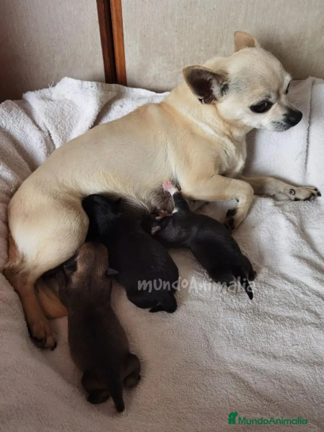 Imagen de galería {{count}}