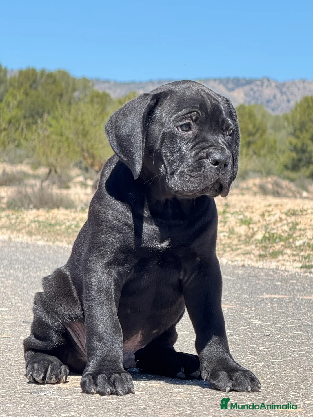 Cane Corso perros en venta: Cachorros de Cane Corso  - Anuncio 8