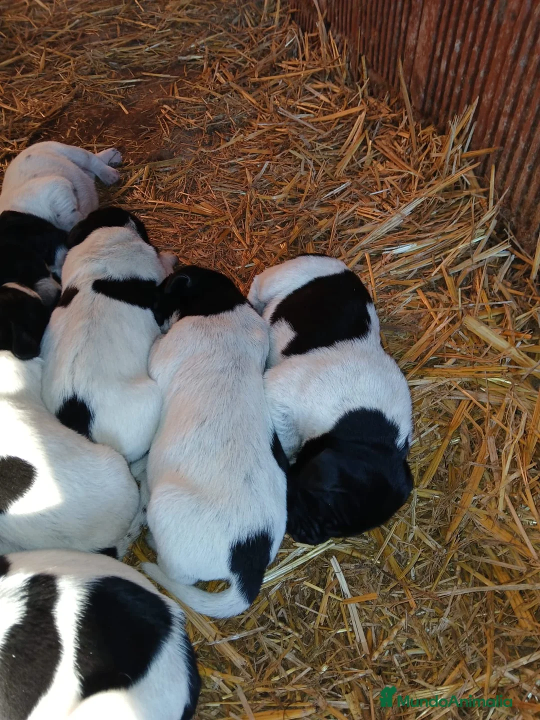 Braco Alemán de Pelo Corto perros en venta: Camada Braco Alemán  en Cáceres - Anuncio 1