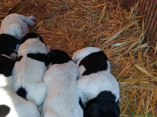 Braco Alemán de Pelo Corto perros Camada Braco Alemán en Cáceres - Anuncio 1
