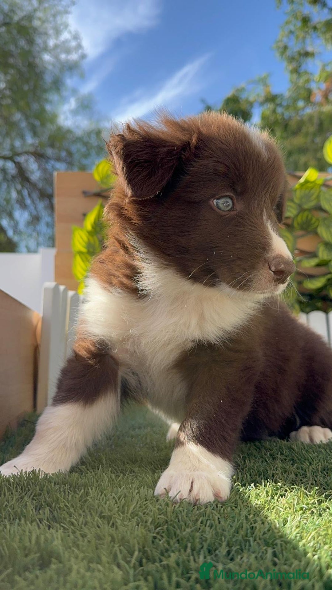 Border Collie perros en venta: BORDER COLLIE MACHO CHOCOLATE - Imagen 13