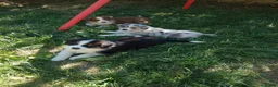 Pastor Australiano perros en venta: Excelente camada de Pastor Australiano  - Anuncio 6