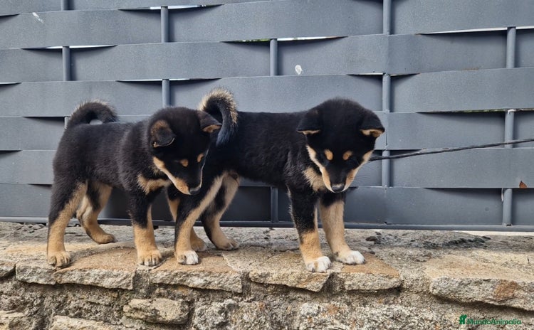 Shiba Inu perros en venta - Anuncio 1