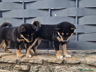 Shiba Inu perros - Anuncio 9