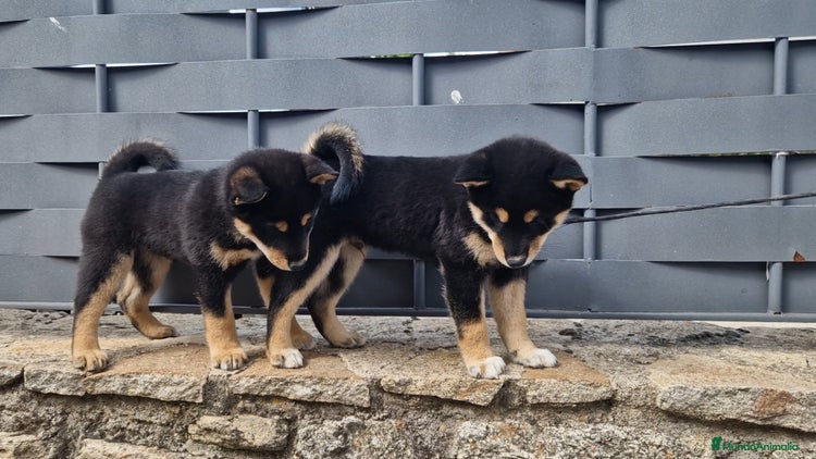 Shiba Inu perros - Anuncio 1