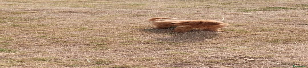 Caniche Enano Cachorro 1