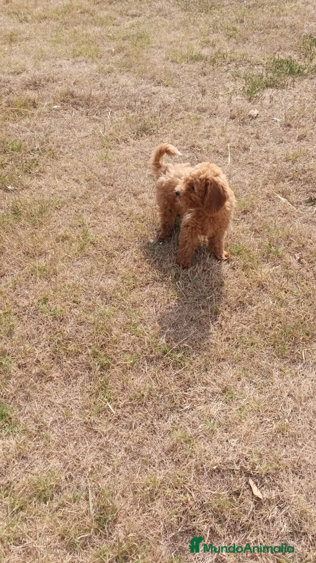 Caniche Enano perros en venta: CANICHE ENANO ROJO - Imagen 7