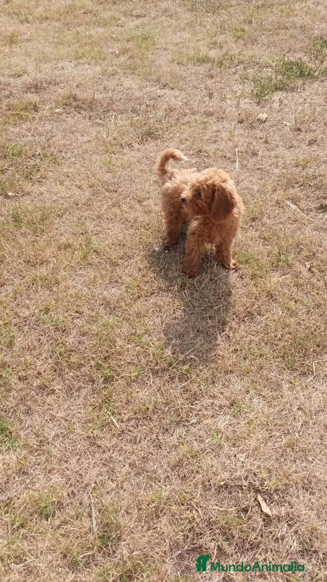 Caniche Enano perros en venta: CANICHE ENANO ROJO - Anuncio 7