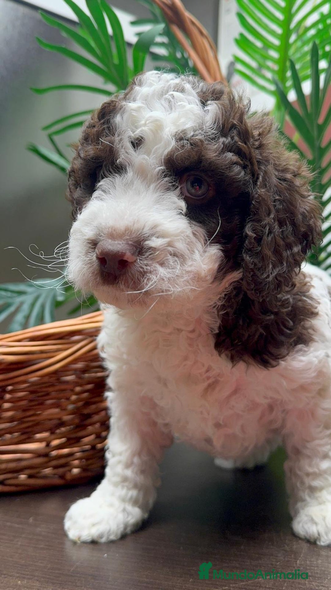 Perro de Agua Español perros en venta: PERRO DE AGUA ESPAÑOL - Anuncio 2