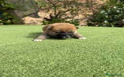 Shiba Inu perros en venta: Shiba Inu se abren reserva para final de noviembre - Imagen 1