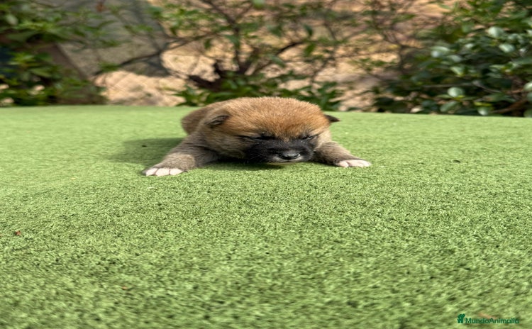 Shiba Inu perros - Anuncio 3