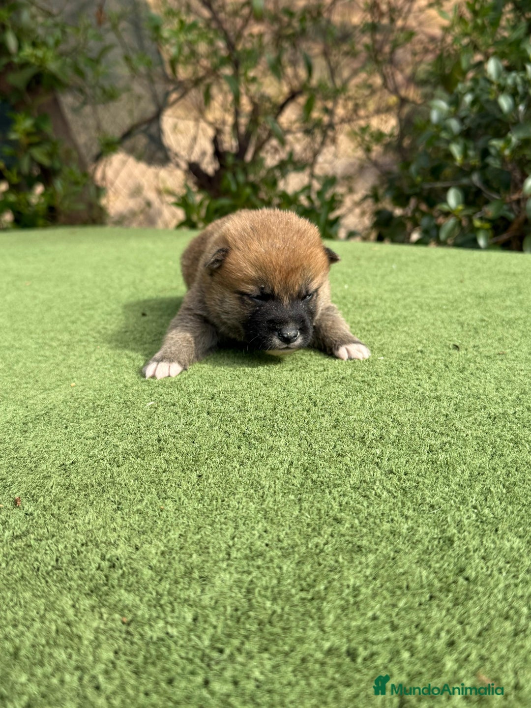 Shiba Inu perros en venta: Shiba Inu se abren reserva para final de noviembre - Imagen 1
