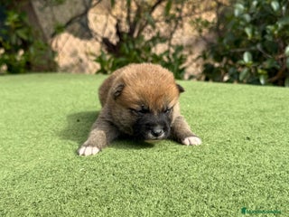 Shiba Inu perros - Anuncio 2