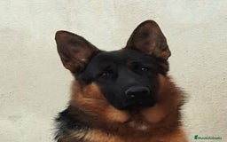 Pastor Alemán perros en venta: Cachorros de pastor alemán  - Imagen 7