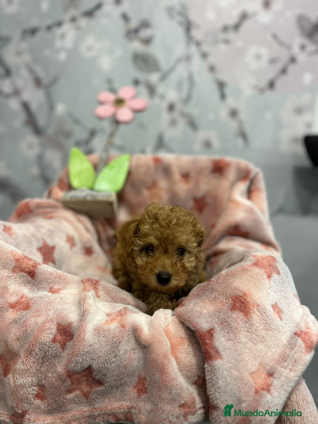 Caniche Toy perros en venta: Caniche toy  - Anuncio 5