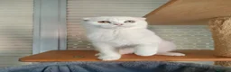 Scottish Fold gatos en venta:  Scottish fold - Anuncio 3