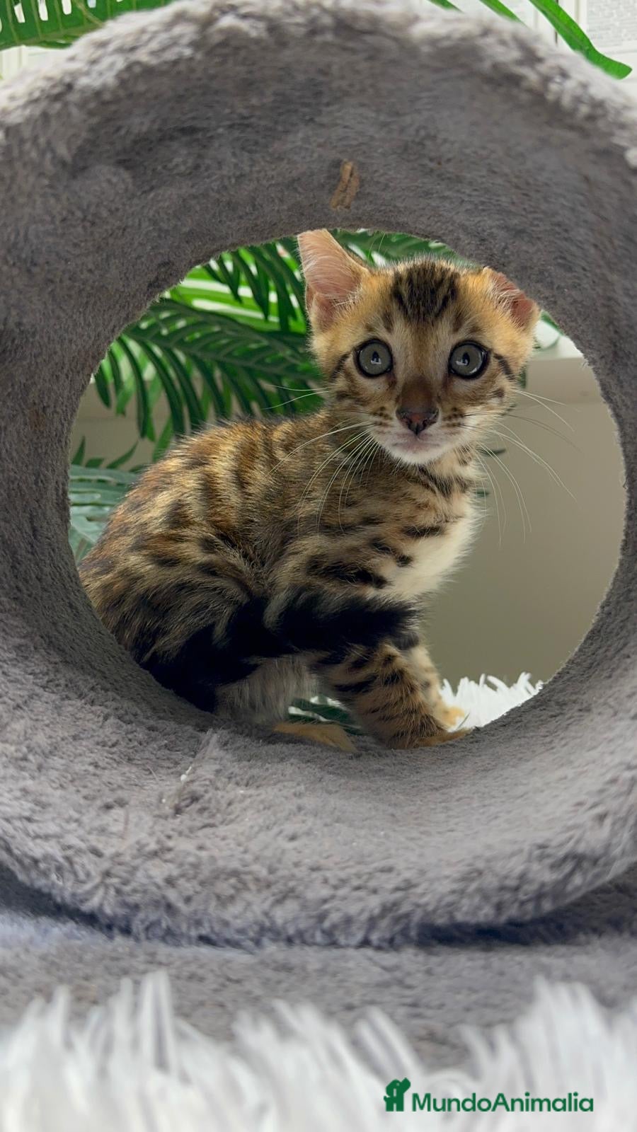 Bengalí gatos GATITO BENGALI - Anuncio 1