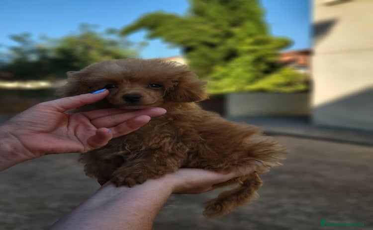 Caniche Toy perros - Propaganda 14