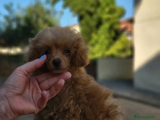 Caniche Toy perros - Anuncio 25