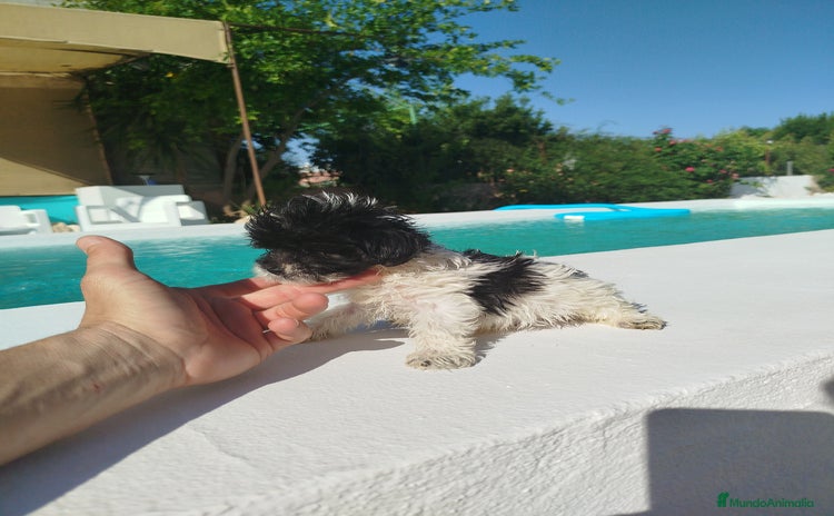 Maltipoo perros - Propaganda 1