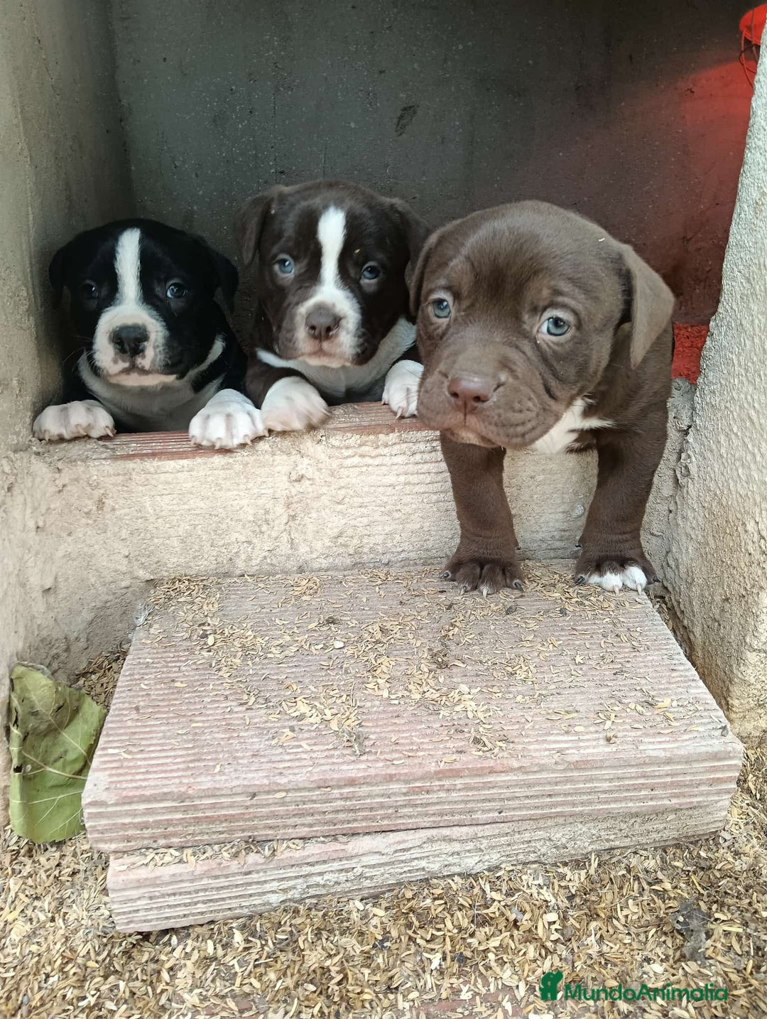 American Bully perros en venta: American Bully  - Anuncio 3