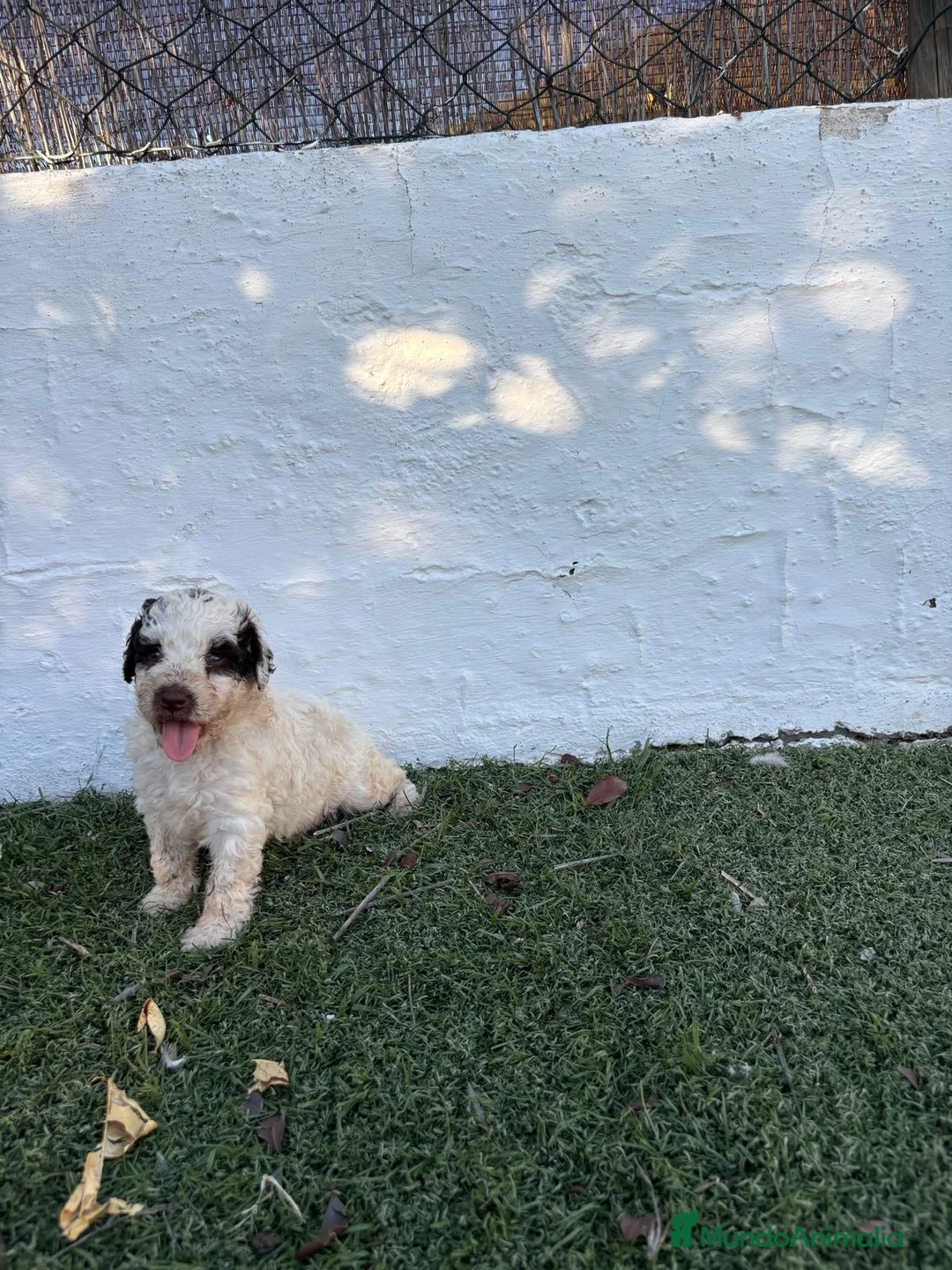 Perro de Agua Español perros en venta: PERRO DE AGUA ESPAÑOL - Anuncio 6