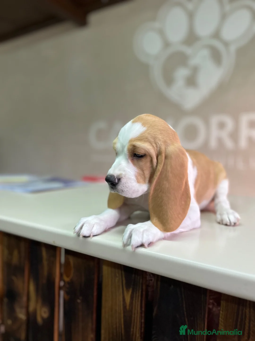 Beagle perros en venta: Beagle  - Anuncio 2