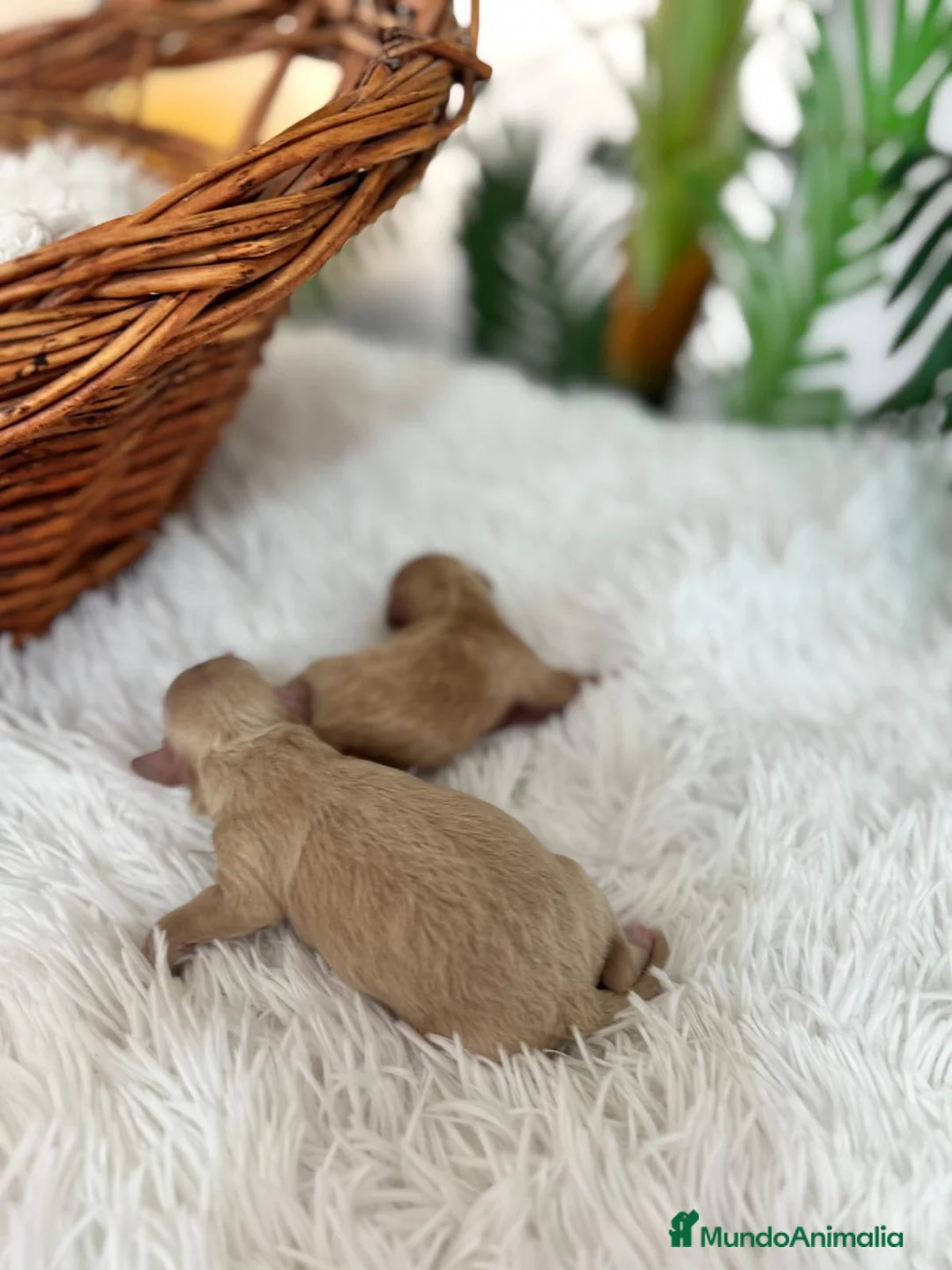 Maltipoo perros en venta: MALTIPOO HEMBRA - Anuncio 18