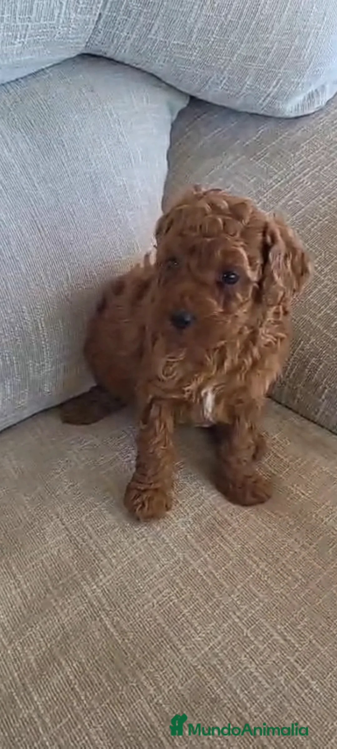Raza Mixta perros en venta: Caniches - Anuncio 7