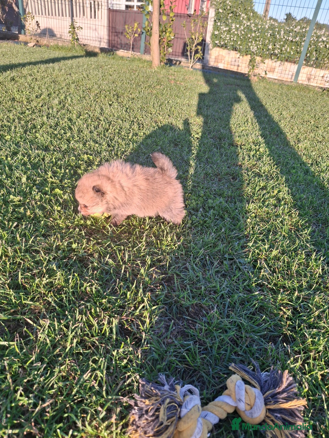 Pomerania perros en venta: Pomerania - Imagen 8