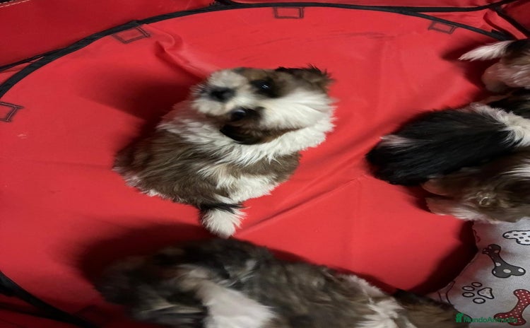 Shih Tzu perros - Anuncio 2