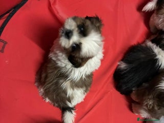 Shih Tzu perros - Anuncio 1