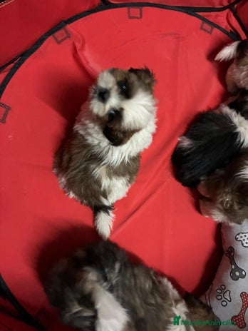 Shih Tzu perros - Anuncio 1