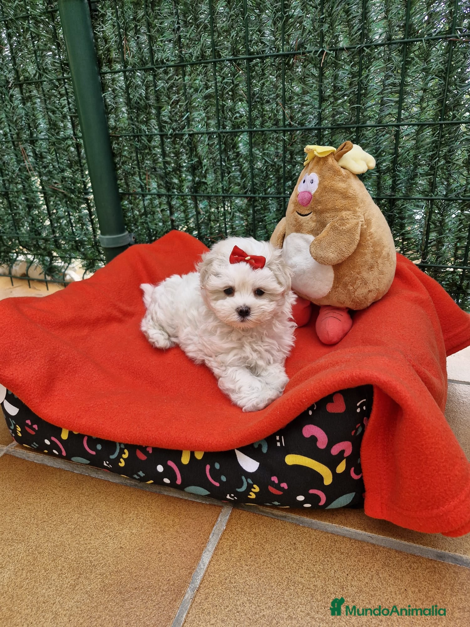 Bichón Maltés perros Bichón Maltés  en Barcelona - Anuncio 25