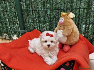 Bichón Maltés perros Bichón Maltés en Barcelona - Anuncio 36